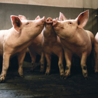 The Danish pig industry is among the world leaders in areas such as breeding, quality, food safety, animal welfare and traceability.