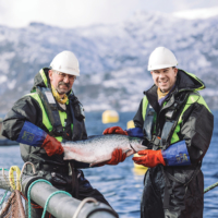 Salmon from Norway is raised in cold, clear waters. It grows at its own pace, gaining a pure and fresh taste, fat marbling and an attractive red-orange coloring. It also has a firm consistency, making it a pleasure to eat.