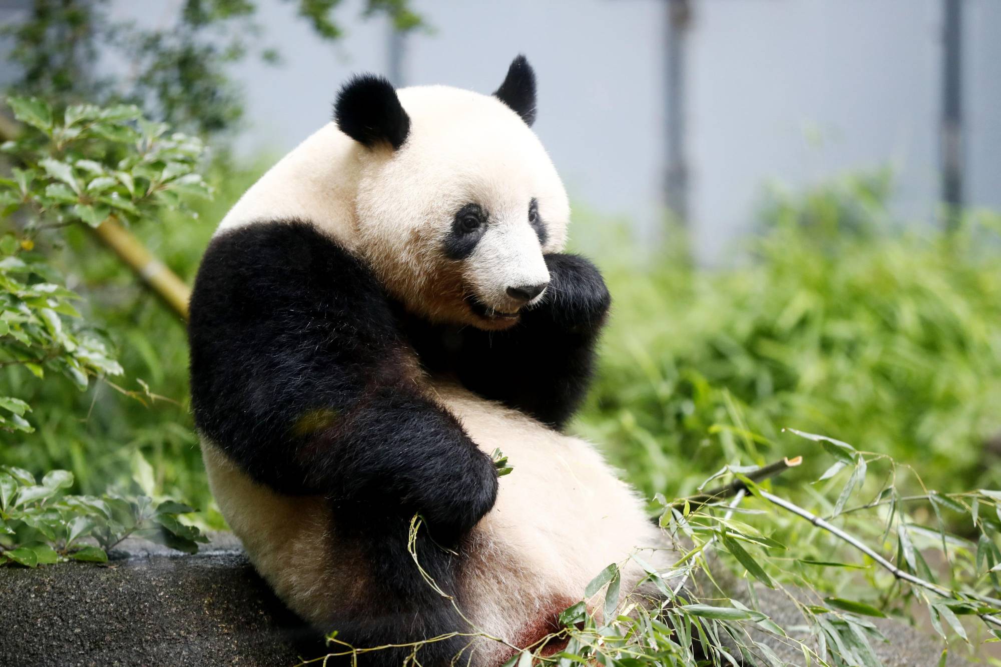 Theory suggests China gave pandas to Japan in 7th century | The Japan Times