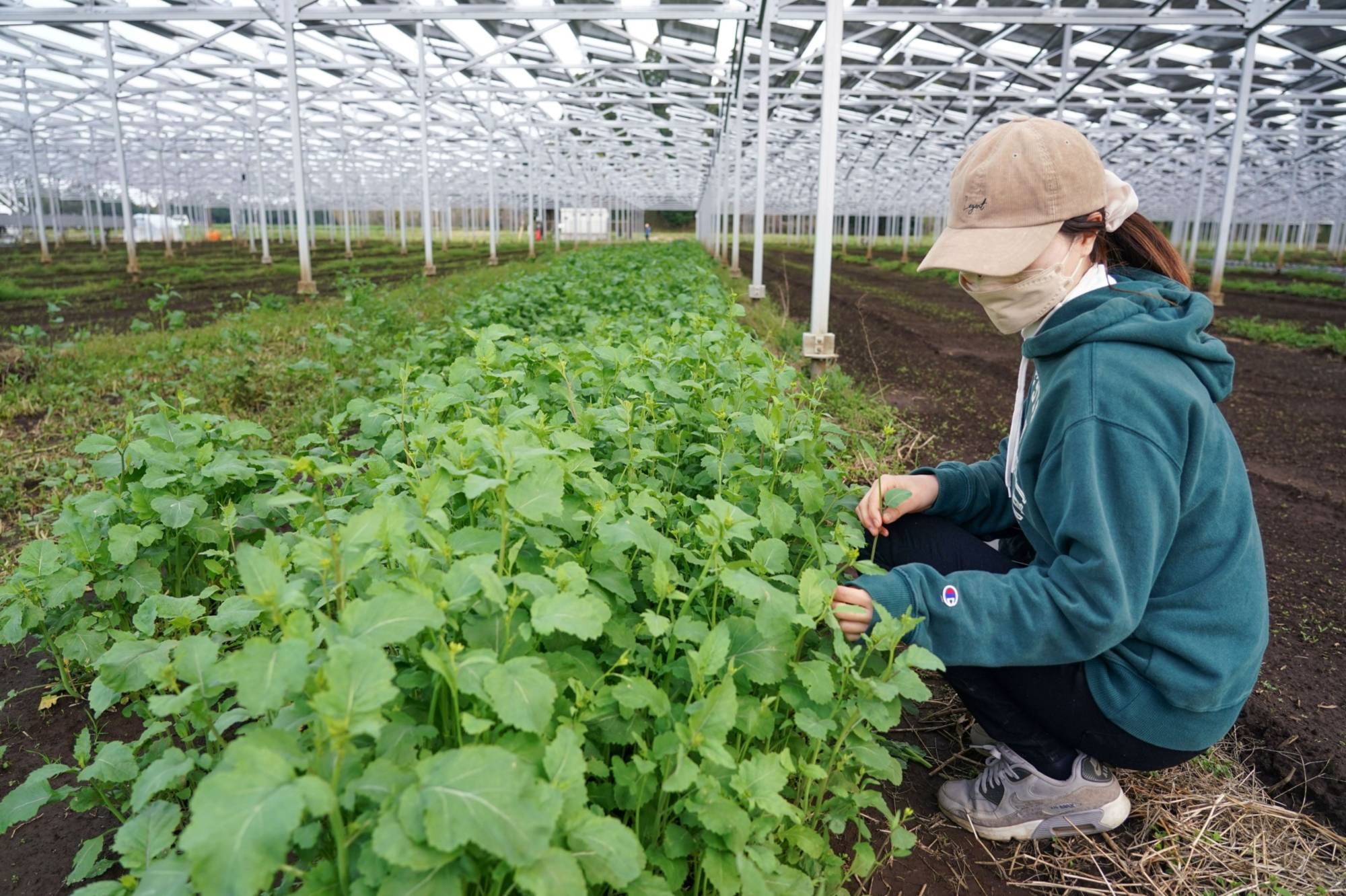 Một nhân viên kiểm tra rau cải.  Trong khi các tấm pin mặt trời có thể là một triển vọng hấp dẫn để có thêm thu nhập, Bộ Nông nghiệp Nhật Bản muốn đảm bảo an ninh lương thực vẫn là ưu tiên hàng đầu.  |  BLOOMBERG