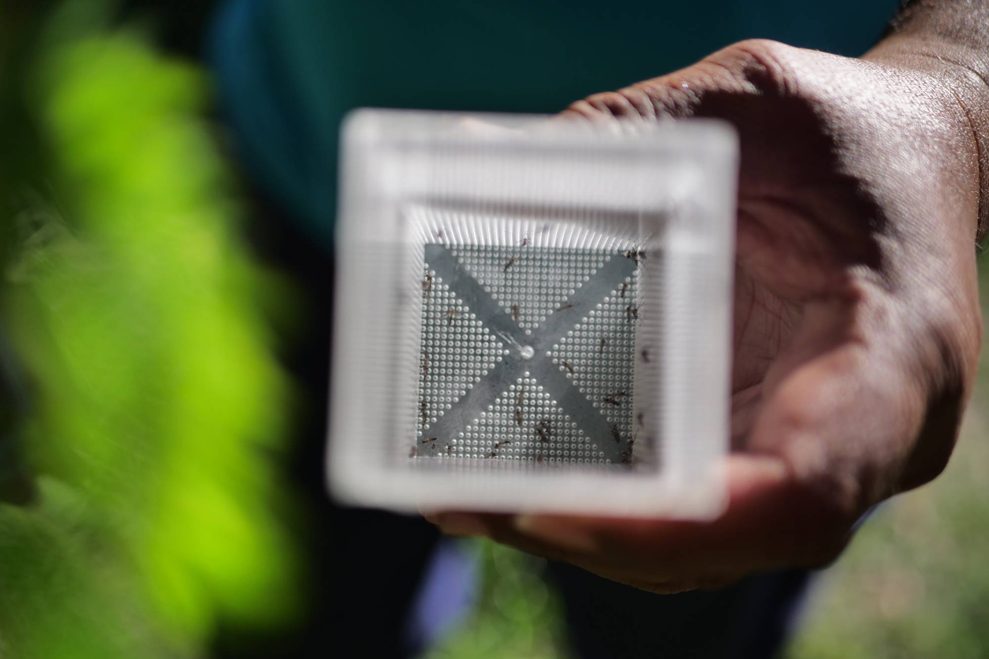 Aedes mosquitoes are known to thrive in tropical and subtropical urban areas. | WORLD MOSQUITO PROGRAM