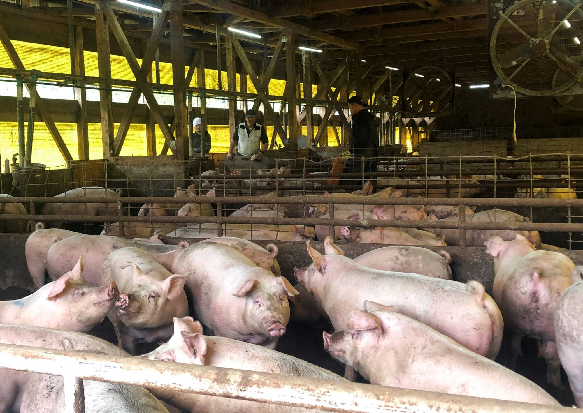 Hogs stand in their pens at Kazuharu Igarashi's farm in Tsuruoka, Yamagata Prefecture, on May 12. | REUTERS