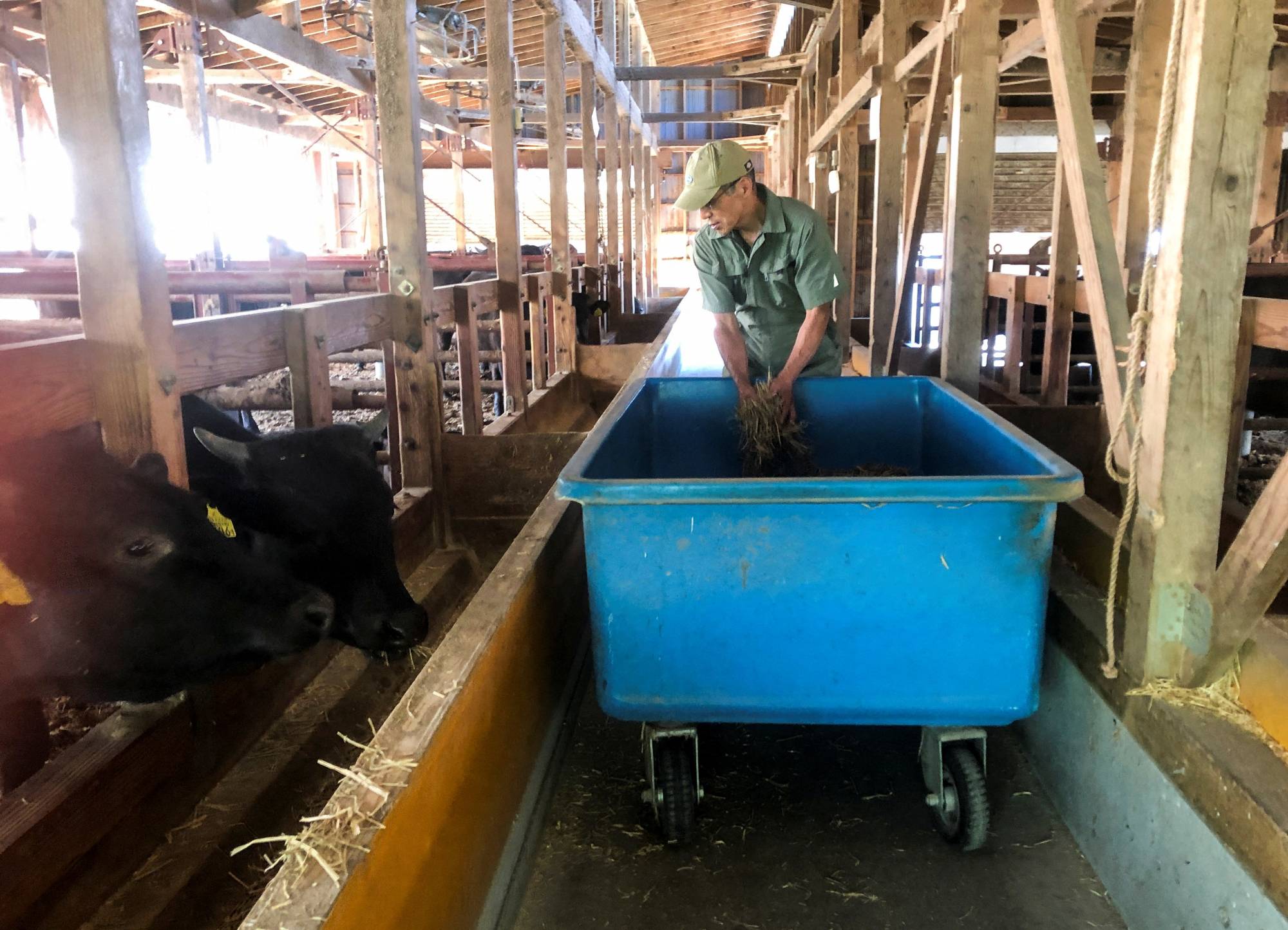 Farmer Kiyoharu Hirao, 73, feeds wagyu cattle at his farm in Yamagata Prefecture on May 10. | REUTERS