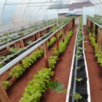 Strawberries are grown on the top troughs while lettuce is cultivated below at Makwandze Organica in Eswatini on Dec. 23.  | ZANELE PHIRI
