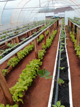 Strawberries are grown on the top troughs while lettuce is cultivated below at Makwandze Organica in Eswatini on Dec. 23. | ZANELE PHIRI