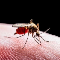 Mosquitos are the main transmitters of malaria. | ISTOCK