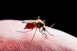 Mosquitos are the main transmitters of malaria. | ISTOCK