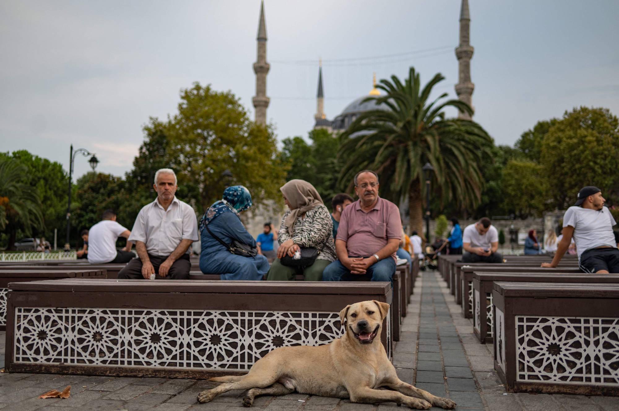 A century on, political fights rage over Turkey's dogs | The Japan Times A century on, political fights rage over Turkey's dogs | The Japan Times