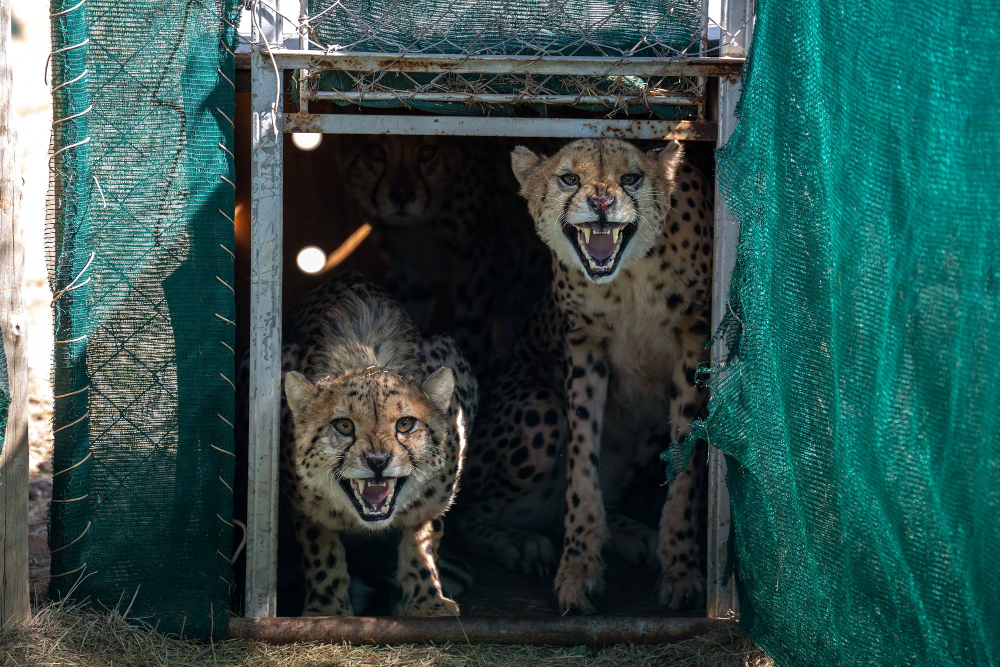 After 75 years, cheetahs return to India in a grand experiment | The Japan  Times