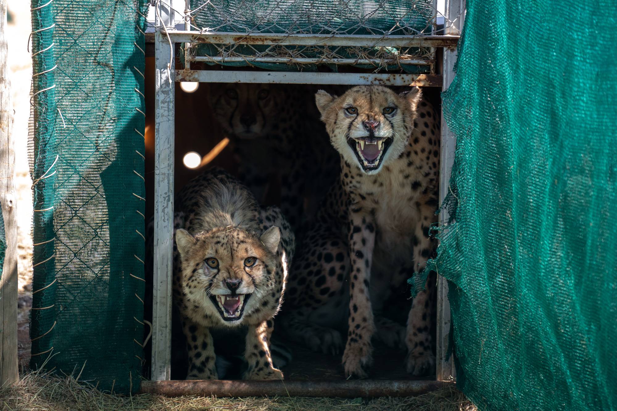 After 75 years, cheetahs return to India in a grand experiment | The Japan Times After 75 years, cheetahs return to India in a grand experiment | The Japan Times