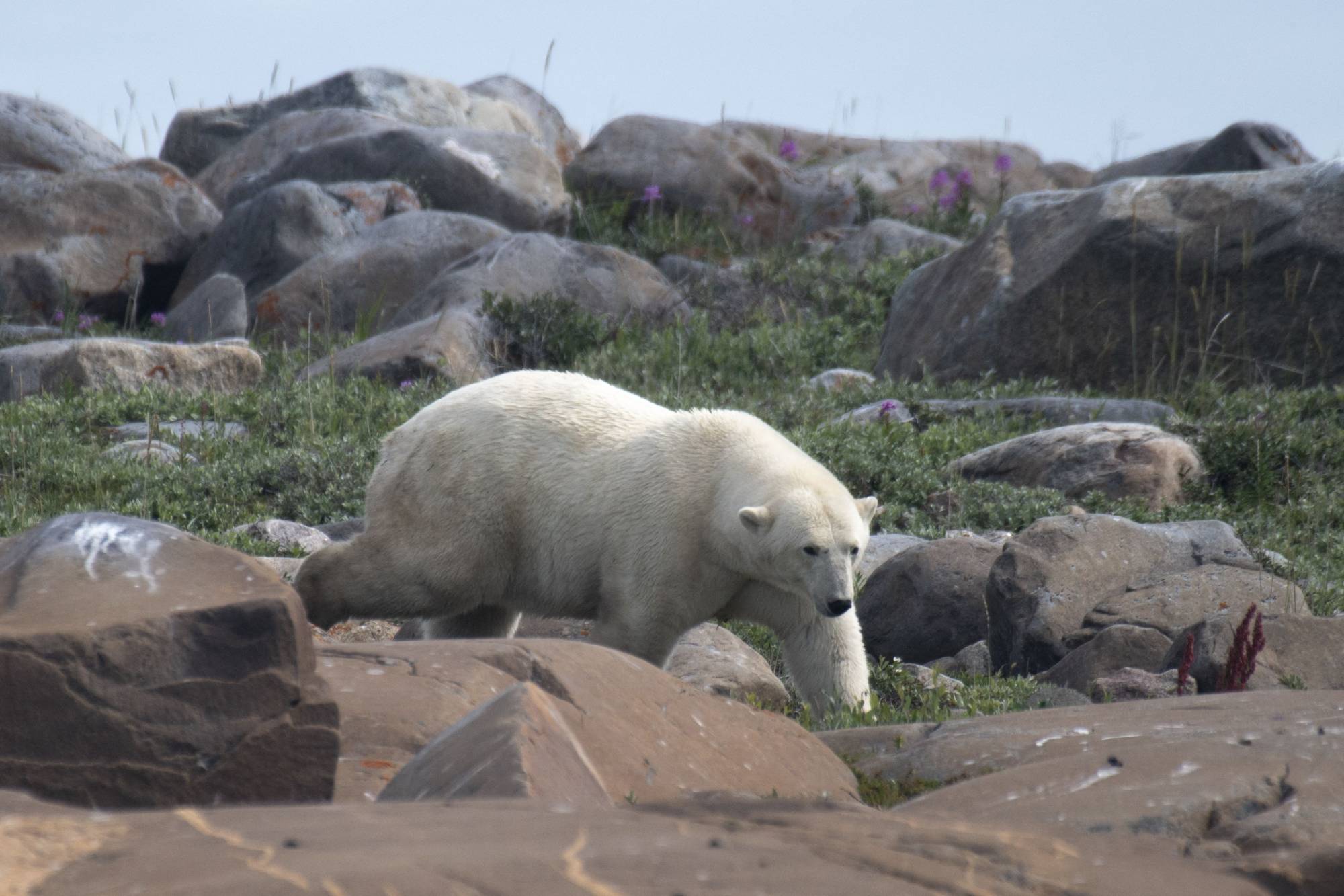 Receding ice leaves Canada's polar bears at rising risk | The Japan Times Receding ice leaves Canada's polar bears at rising risk | The Japan Times