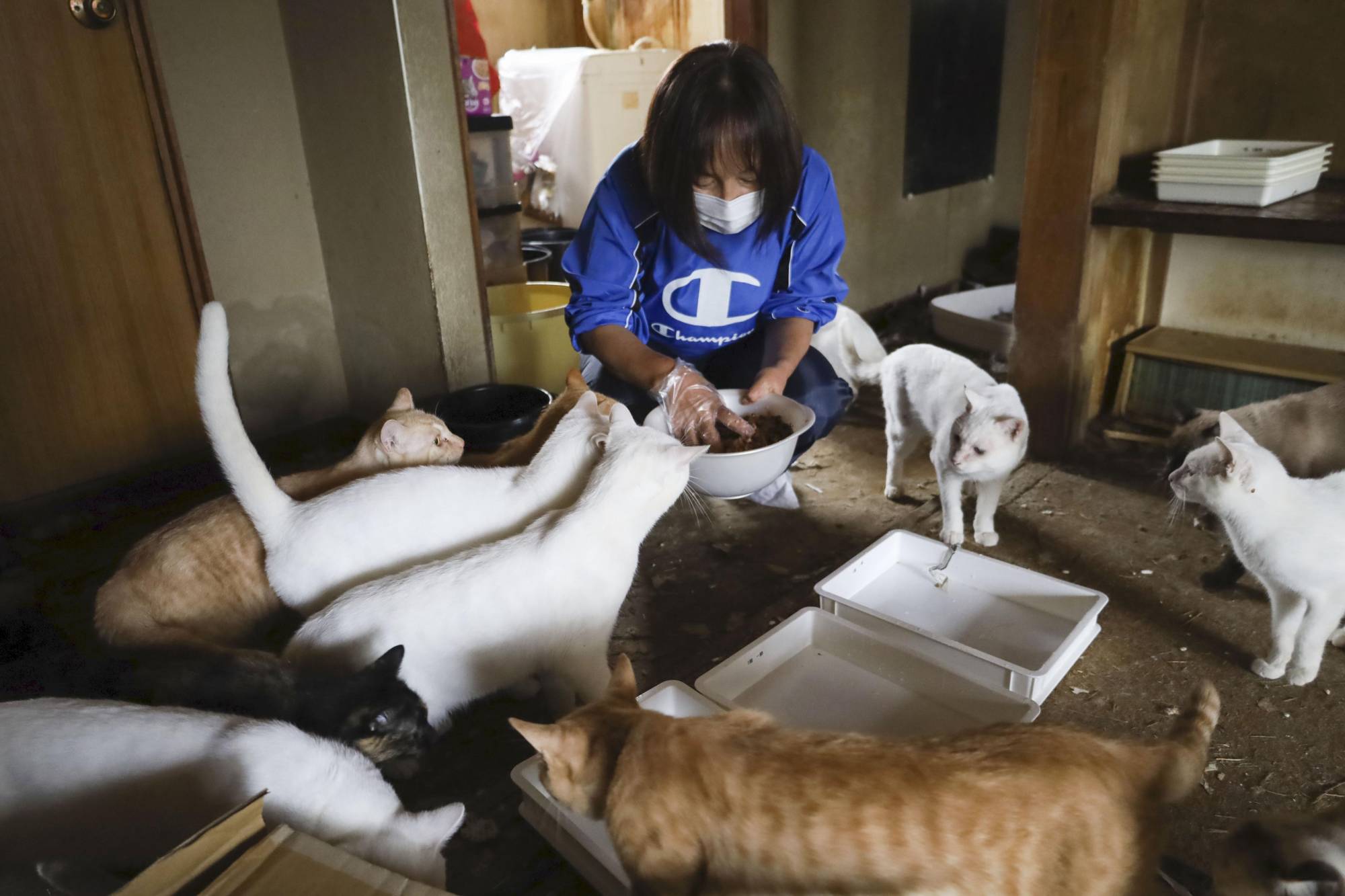 170 cats abandoned in house in eastern Japan after owner falls ill | The  Japan Times