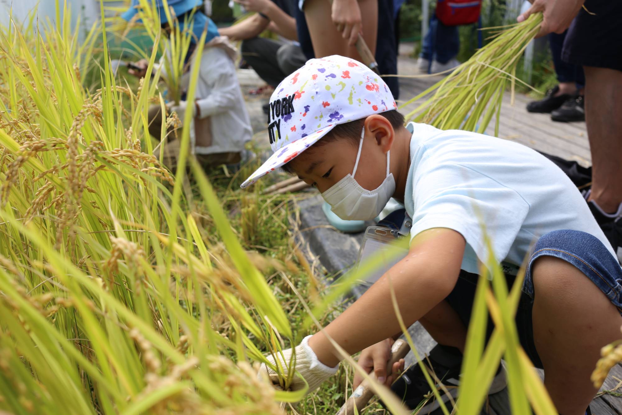 A boy harvests rice on the roof of the Miyako Ecology Center in Kyoto. | COURTESY OF THE MIYAKO ECOLOGY CENTER