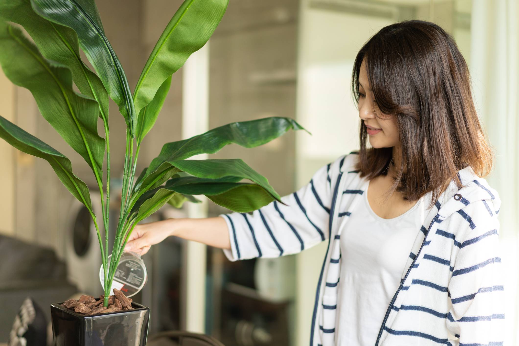 Studies Find Positive Effect of Music on Plants