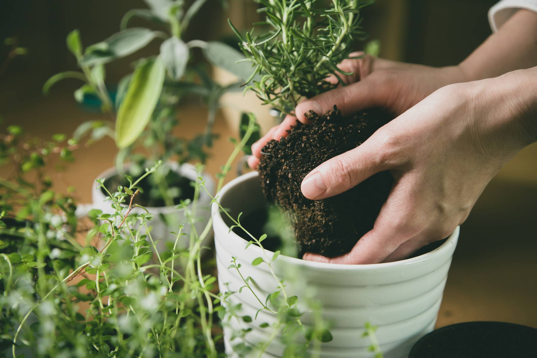 Can Plants Feel?