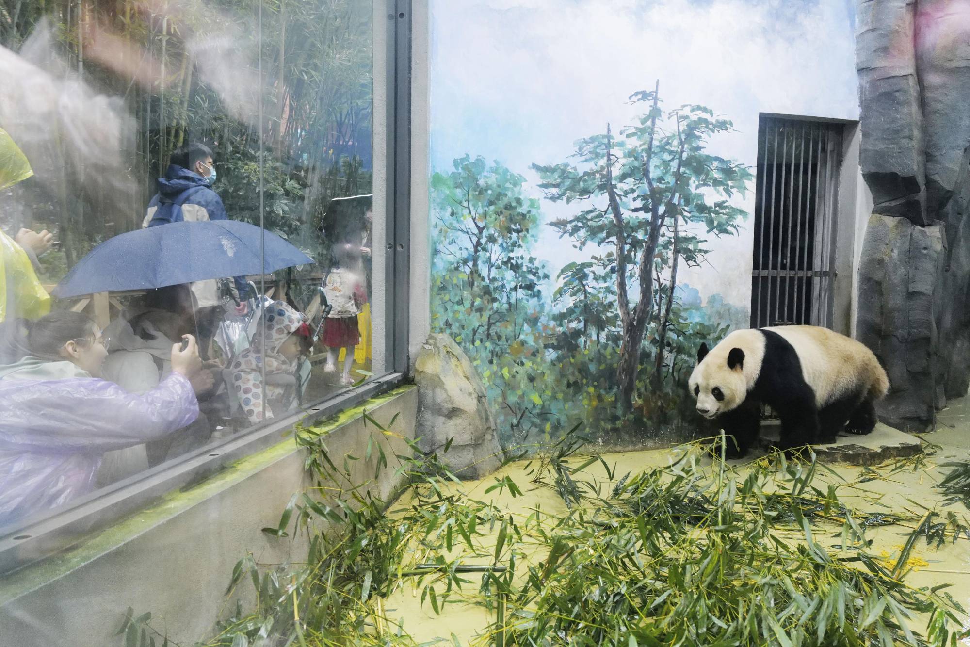 Giant pandas arrive in China from Wakayama zoo | The Japan Times