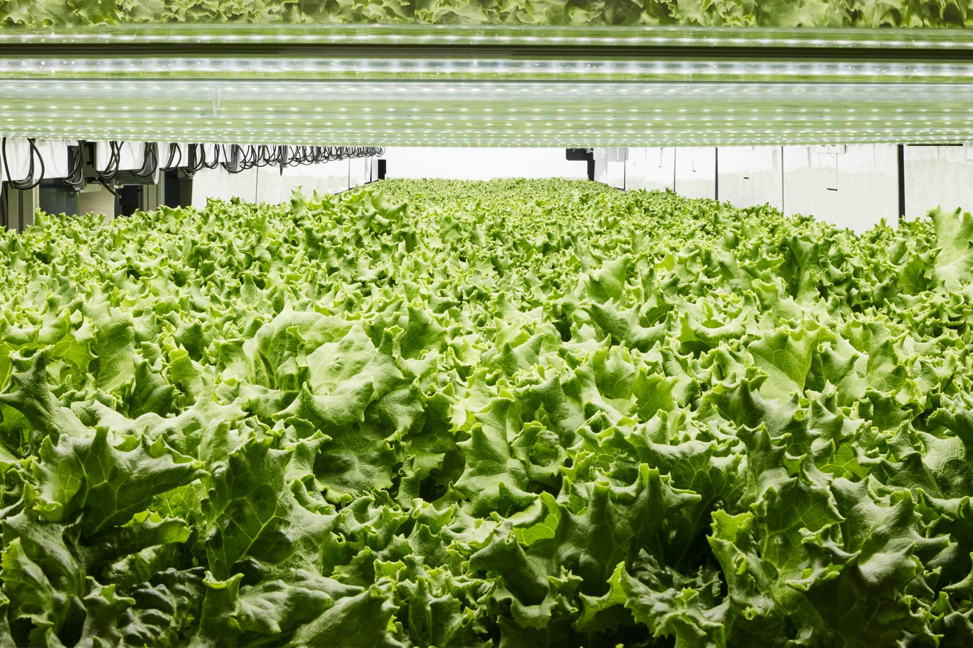 Lettuce grown using PlantX's vertical cultivation machine | FRANCESCO BASSETTI