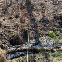 標茶町社有林：Our Forest in Shibecha-cho, Hokkaido