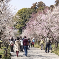 Kairakuen, the name of the garden created by Tokugawa Nariaki, a lord of Mito during the Edo Period, means 'the garden everyone can enjoy together.'