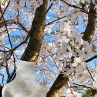 Cherry blossom forecast and timing of the SAKEPOST gala.