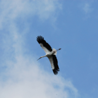 Soaring above sorrow: The Oriental white storks of Kinosaki Onsen