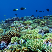 Reef around Fanning Island, Kiribati