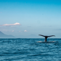 A sperm whale dives off New Zealand with the Kaikoura Ranges in the background.