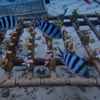 Farmed juvenile coral | MASANORI KOBAYASHI