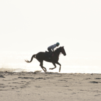 A horse and rider get an early morning practice run in for the Soma Nomaoi on a beach in Fukushima Prefecture. | RYOICHI SHIMIZU