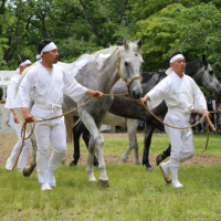 Participants in the wild-horse capture ritual secure their target on May 26 on the grounds of Soma Odaka Shrine. | SOMA NOMAOI GENERAL INCORPORATED ASSOCIATION