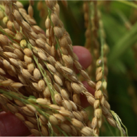 The challenge of brewing sake from Uonuma Koshihikari, a table rice variety