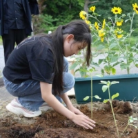 planting sunflowers on the Tsunan sake brewery grounds