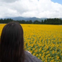 'Tsunan Sunflower Field 2025' features approximately 500,000 sunflowers blooming across three separate areas, designed so visitors can enjoy them over an extended period.