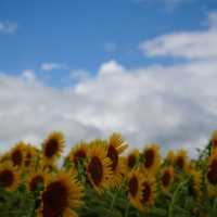 Visitors to the 'Tsunan Sunflower Field' receive a ¥300 coupon from the Tsunan Town Tourism Association upon entry, which can be used at participating facilities throughout the town.