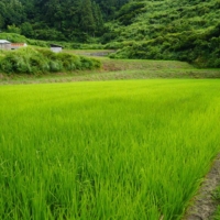Named after 'rice terraces,' GO TERRACE is brewed in the Uonuma area of Niigata Prefecture, a major production center of premium Koshihikari rice.