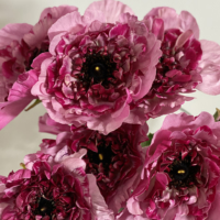 Ranunculus Charlotte in dark pink rose is unique to Japan and sees high demand from overseas markets.  | Hokuto Sasaki
