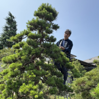 JFPEA Chairman Jun Ikoma prunes a Japanese red pine. | Jun Ikoma
