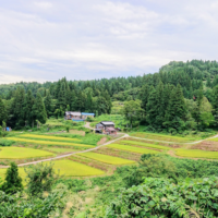 The NPO named the rice 'Yamashimizu Rice' and began selling it directly to consumers, reducing pesticide and chemical fertilizer use to less than half of conventional levels. It is certified as 'Specially Cultivated Rice' by Niigata Prefecture
