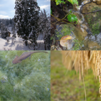 The Iketani–Iriyama area in Tokamachi City, famous for Uonuma Koshihikari rice, experiences over three meters of snowfall each winter. When the snow melts in spring, mineral-rich water seeps into the terraced fields.