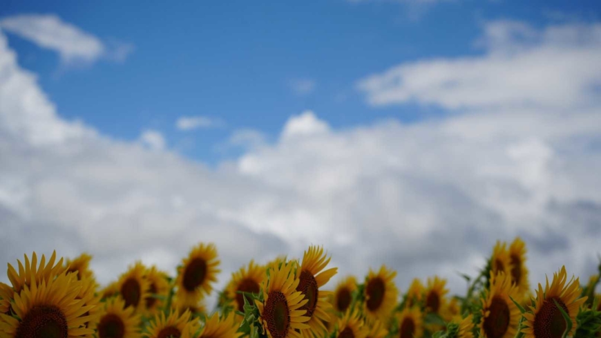 Tsunan Sake Brewery Hosted the “Tsunan Sake Brewery Sunflower Festival 2025” Tsunan Sake Brewery Hosted the “Tsunan Sake Brewery Sunflower Festival 2025”