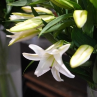 exhibit of lilies named 'Yukibijin' delivered from Tsunan Town