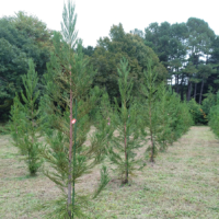 "Elite trees" are those that have been selected and crossbred to grow quickly and provide high-quality wood.