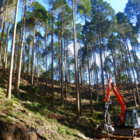 Plantation forests are managed through practices like thinning. | CHUBU REGIONAL FOREST OFFICE, FORESTRY AGENCY