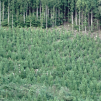 To ensure sustainable forest management, sugi, hinoki and other trees are planted immediately after the felling of mature forests.