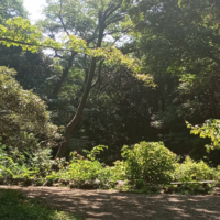 The Institute for Nature Study is a nature preserve in Tokyo’s Minato Ward.